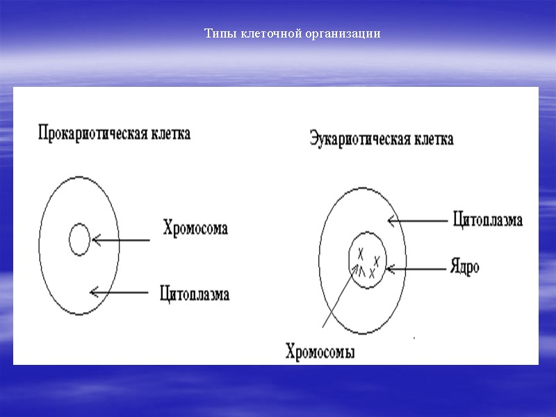Типы клеточной организации